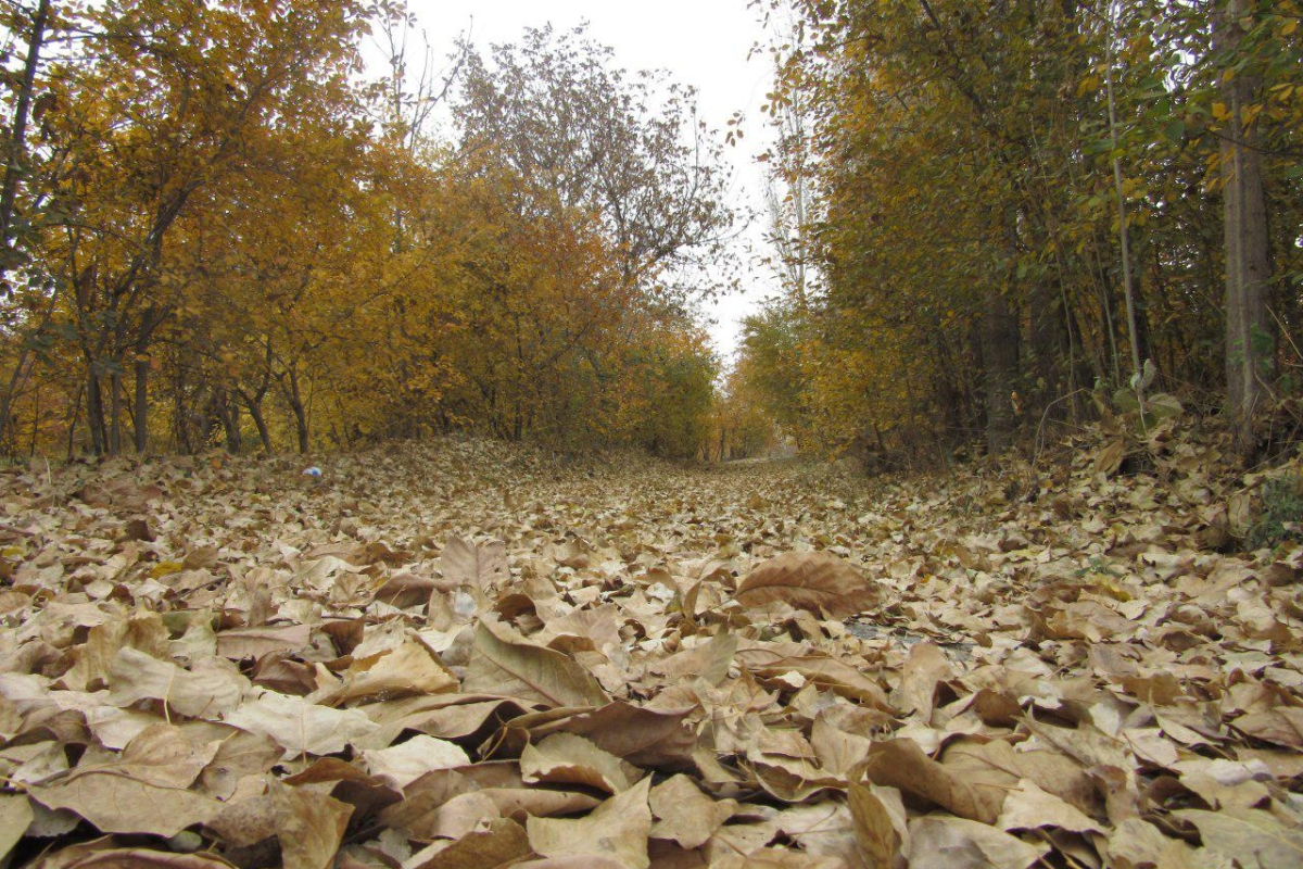زیبایی های فصل پاییز در خوی