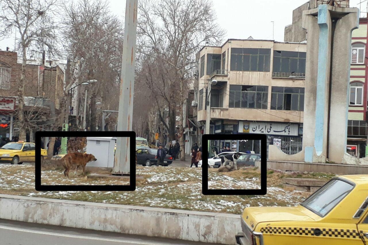 جولان سگهای ولگرد در مرکز شهر خوی