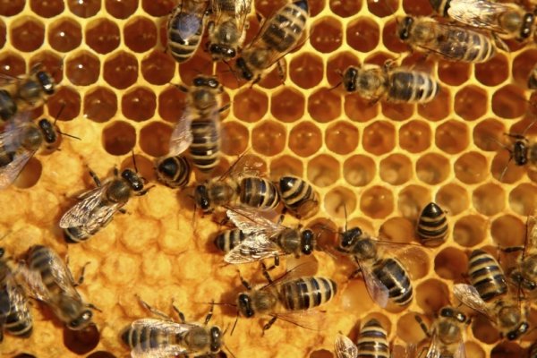 هزارتن عسل در آذربایجان غربی تولید می شود