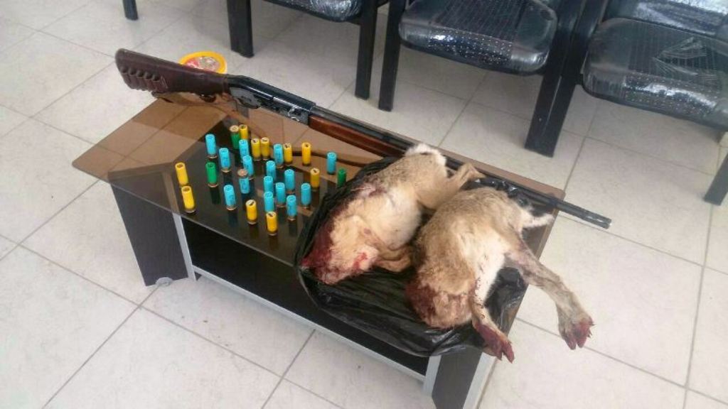 دستگیری شکارچیان متخلف خرگوش در منطقه حفاظت شده مراکان