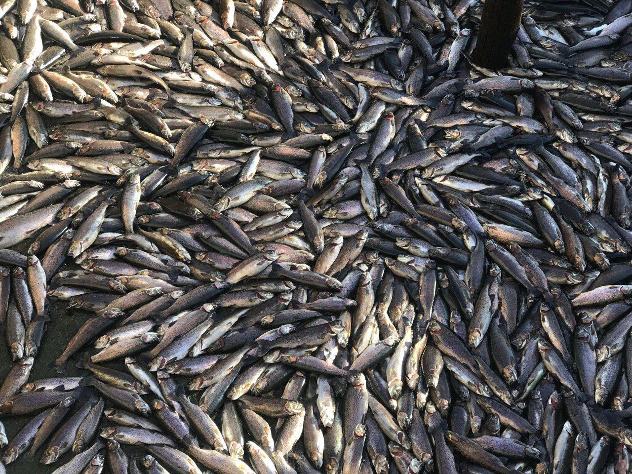 تلف شدن بیش از هزاران قطعه ماهی پرورشی در روستای شگفتی صفائیه خوی