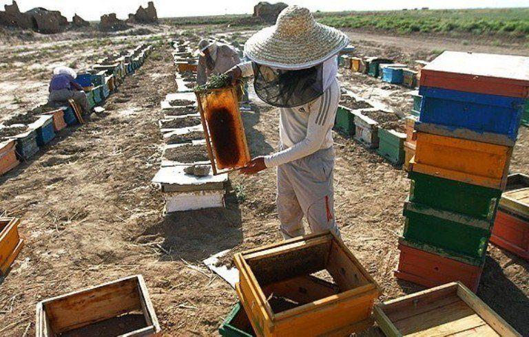 آغاز استقرار بیش از ۴۵۰هزار کندوی زنبور عسل در طبیعت خوی