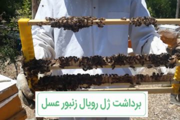 برداشت ژل رویال زنبور عسل توسط سه جوان خویی