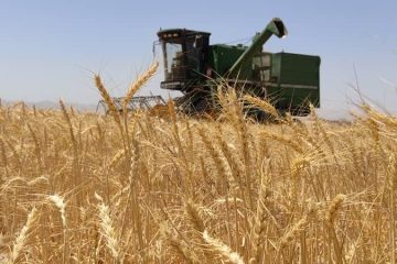 برداشت بیش از ۶۰ هزار تن گندم آغاز شد