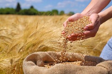 خرید تضمینی ۴۰ هزار تن گندم در خوی انجام می‌شود