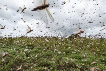 خوی در آماده‌باش مقابله با ملخ‌ها قرار گرفت